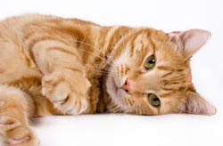 Adopt an adult cat (defined as a cat 1 year or older) for only $32.50! 